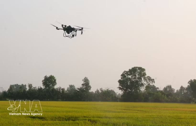 Unmanned aerial vehicles are used in rice production in Can Tho city. (Photo: VNA)