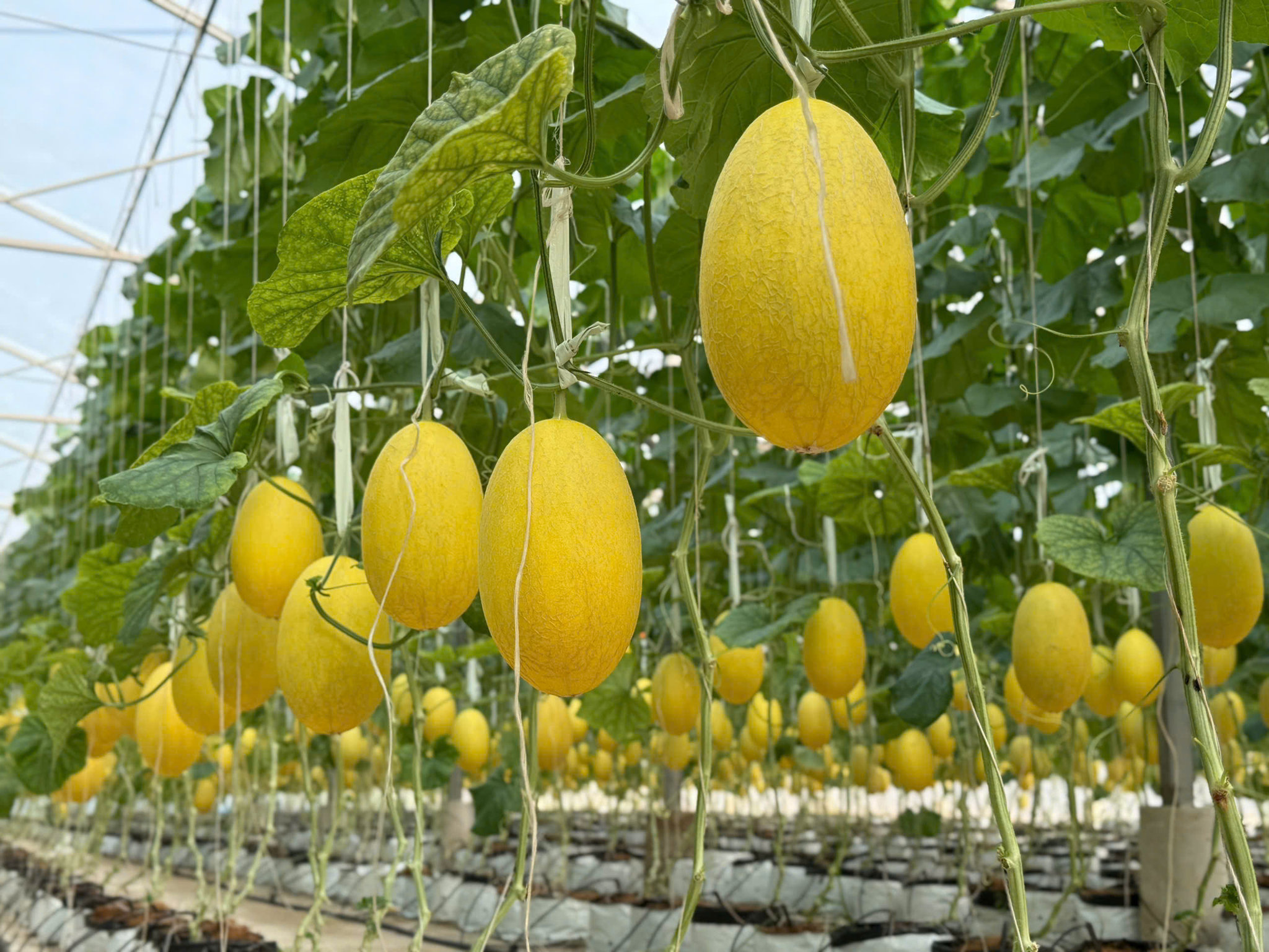 2. Hai sản phẩm được cung cấp từ các doanh nghiệp, hợp tác xã tham gia chương trình, với tổng khối lượng dự kiến 1,5 tấn