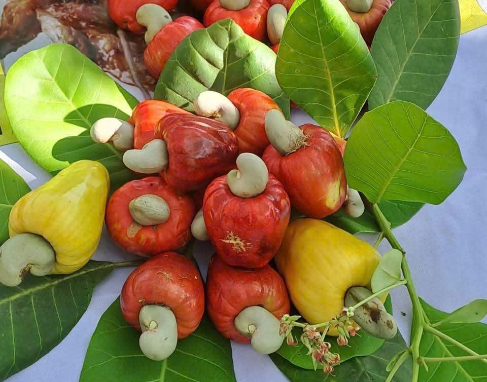6. Hạt điều nhân rang nguyên vị là sản phẩm được Đồng Nai lựa chọn cho chương trình “Con đường nông sản” năm 2026