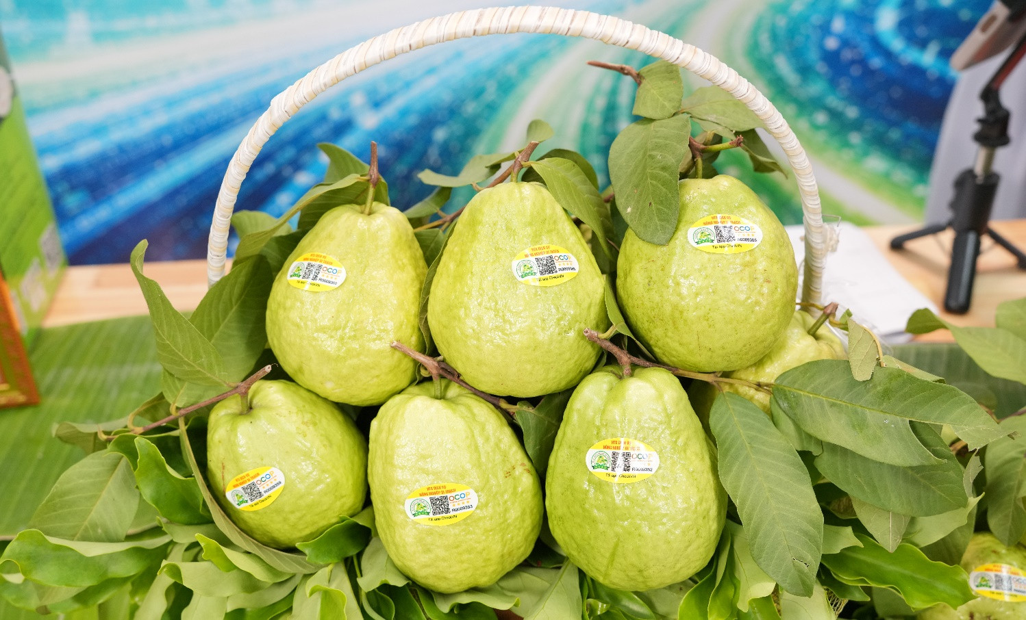 Sản phẩm ổi lê Di Trạch của Hợp tác xã Dịch vụ nông nghiệp Di Trạch