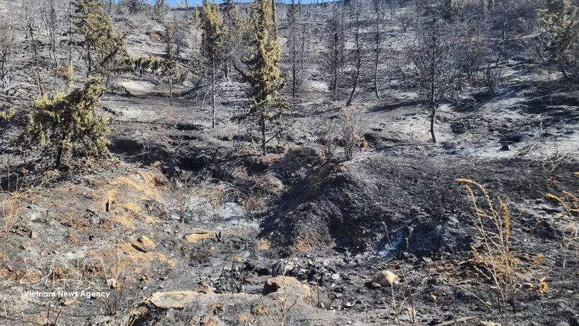 A forest destroyed by fires in Medea province, Algeria (Photo: VNA)