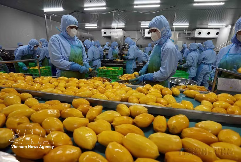 Workers processing agricultural products for exports. (Photo: VNA)