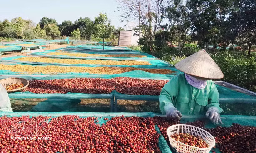 According to the Vietnam Coffee Cocoa Association (Vicofa), Vietnam exported nearly 1.7 million tonnes of coffee in the first eight months of 2026, earning more than 6 billion USD. (Photo: VNA)