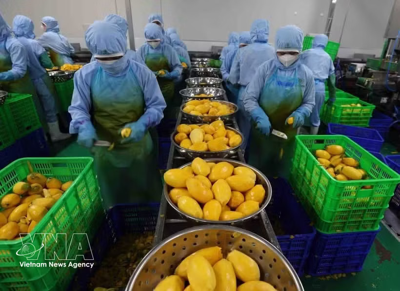 Vietnam-Mongolia trade turnover holds strong potential for growth, particularly in agricultural exports. (Illustrative photo: VNA)