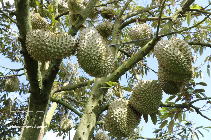 The quality of Lam Dong durians is improving thanks to standardised production processes, food safety controls and traceability (Photo: VNA)