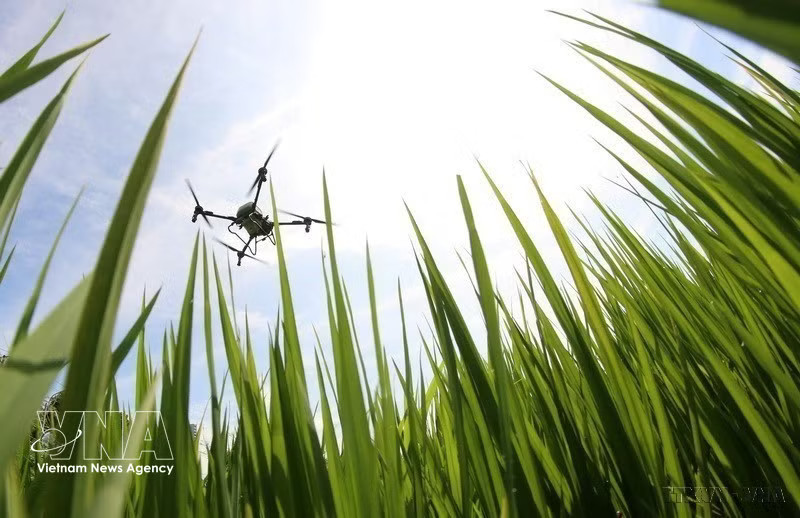 Drone is used in seeding, fertilising and pesticide spraying (Photo: VNA)