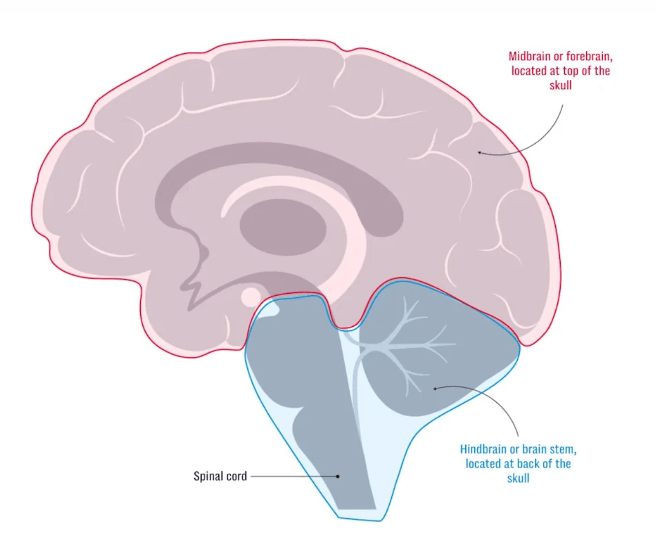 brain 1