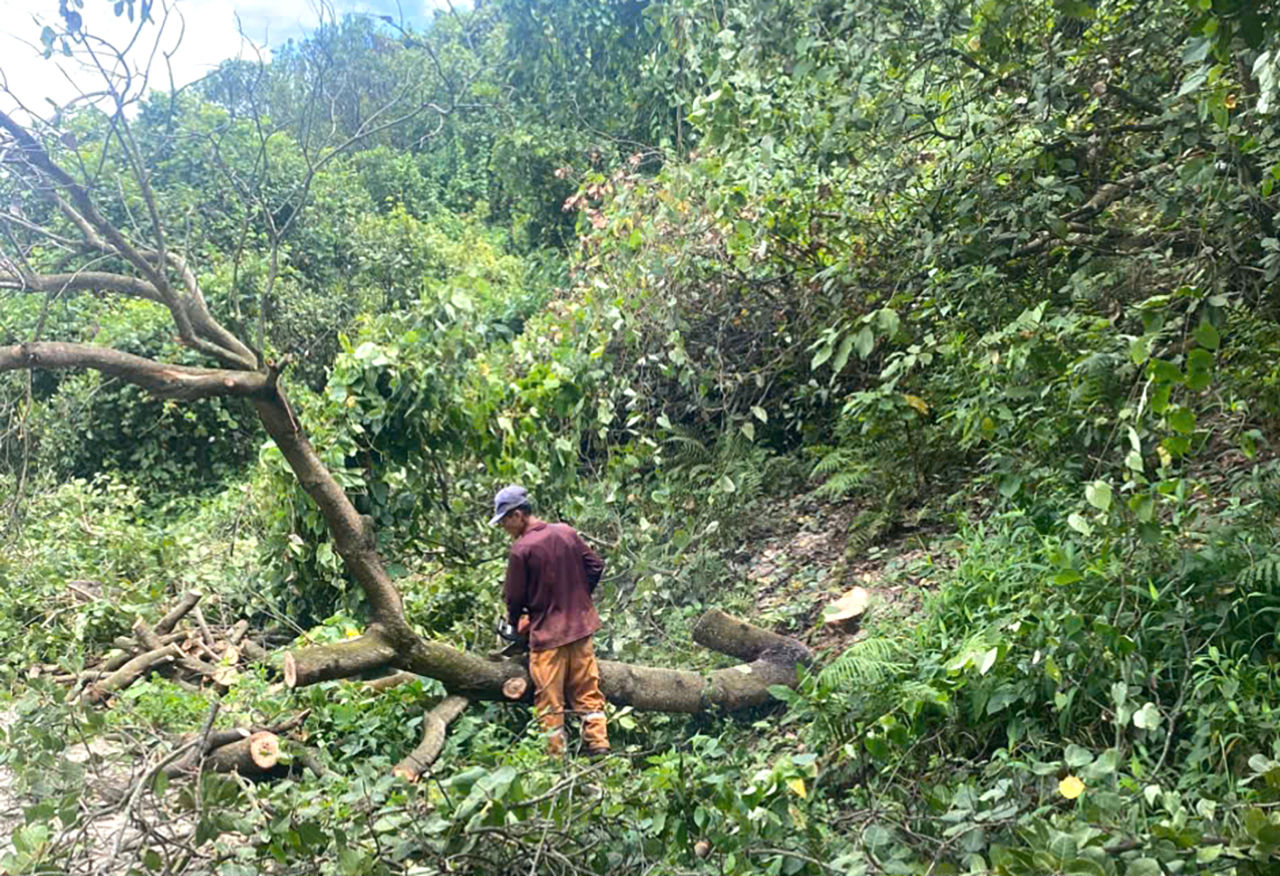 Người dân hạ cây trong diện đất bị thu hồi để bàn giao mặt bằng phục vụ dự án nâng cấp, mở rộng đường ĐT.717