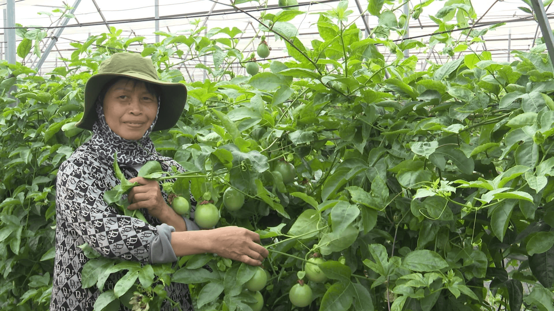 Giám đốc Hợp tác xã sản xuất và tiêu thụ rau hữu cơ ứng dụng công nghệ cao Cuối Quý Đặng Thị Cuối với sản phẩm nông nghiệp hữu cơ