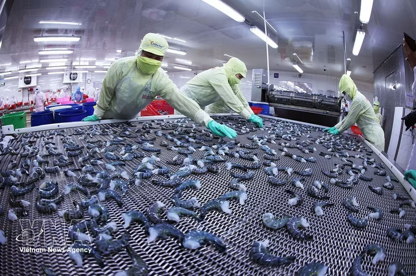 Shrimp products are frozen using IQF technology at the Minh Phu Seafood Group factory in Ly Van Lam ward, Ca Mau province. (Photo: VNA)