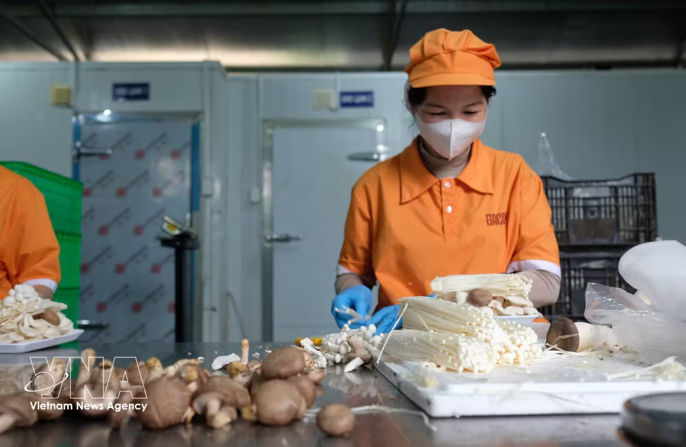 Many agricultural producers in Lam Dong province are preparing to tap the Halal market, with 38 businesses and establishments currently holding Halal certification in agriculture, food and tourism. As of May 2026, exports to Muslim-majority markets reached around 40 million USD. (Photo: VNA) vnanet_potal-lam-dong-san-sang-lan-san-vao-thi-truong-nganh-hang-halal-8834765.jpg