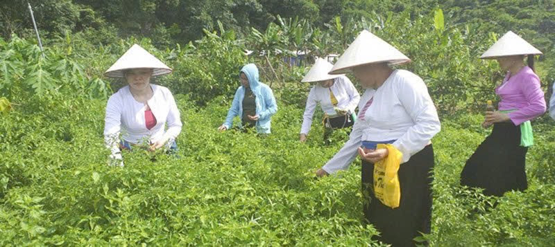 Vốn chính sách kịp thời hỗ trợ người dân Lạc Sơn phát triển sản xuất, giảm nghèo bền vững