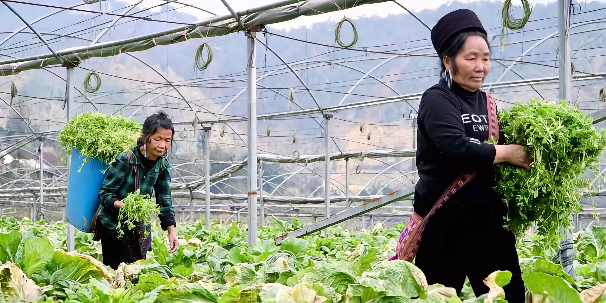 Phát triển sản xuất hàng hóa góp phần nâng cao thu nhập cho đồng bào DTTS Lào Cai. Ảnh: Quang Thiều