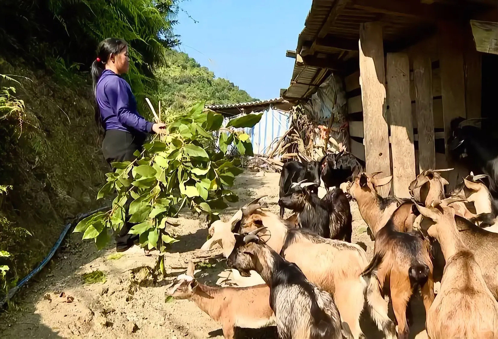 Phát triển chăn nuôi góp phần tạo sinh kế, nâng cao thu nhập cho người dân vùng cao