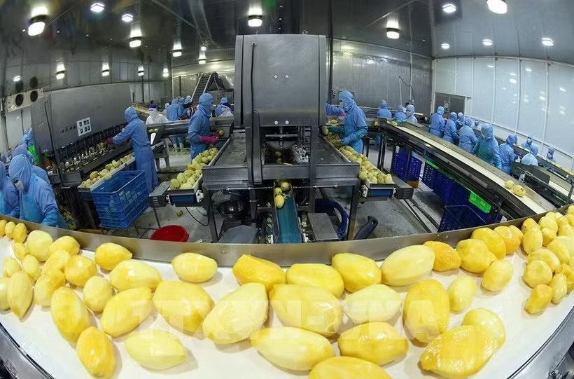 A modern production line processing frozen mango products for export at ANTESCO, Chau Phu commune, An Giang province. (Photo: VNA) 