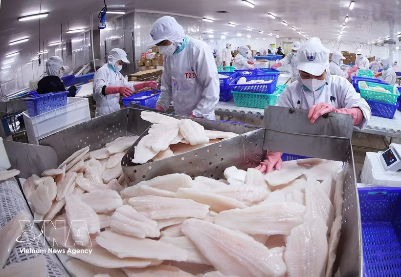 Illustrative photo of pangasius fillets, a Vietnamese export to Canada. (Photo: VNA) 