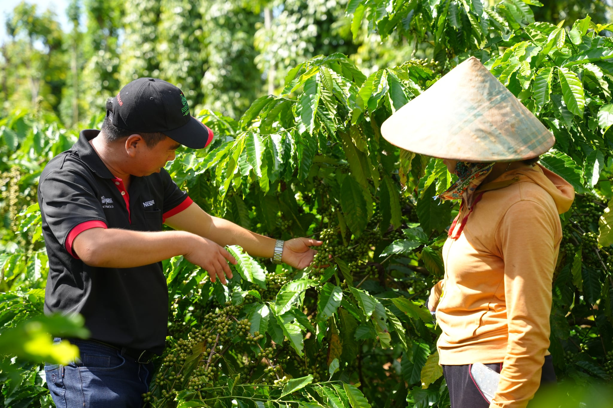 Thông qua Chương trình NESCAFÉ Plan, Nestlé Việt Nam hỗ trợ các nông hộ áp dụng phương pháp nông nghiệp tái sinh giúp họ nâng cao thu nhập.