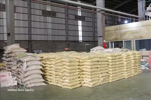 The Philippines remains the largest buyer of Vietnamese rice, accounting for a 40.9% market share. (Photo: VNA)