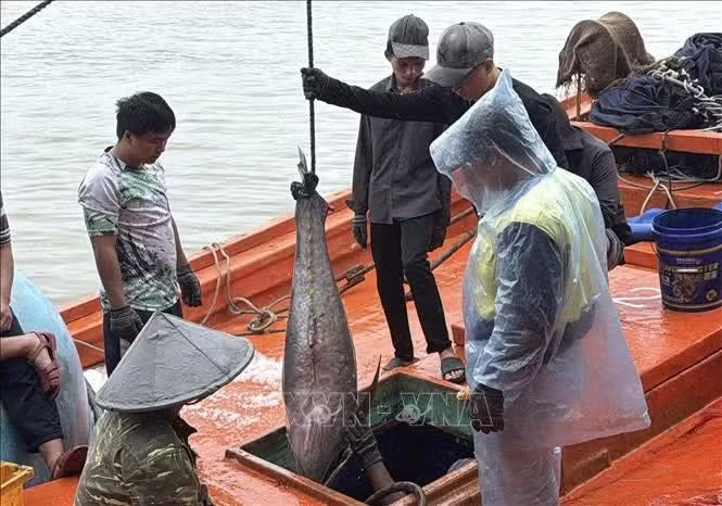 Coastal communities are increasingly complying with anti-IUU fishing regulations, helping promote more responsible and sustainable fisheries, according to a Dak Lak official. (Illustrative photo: VNA)