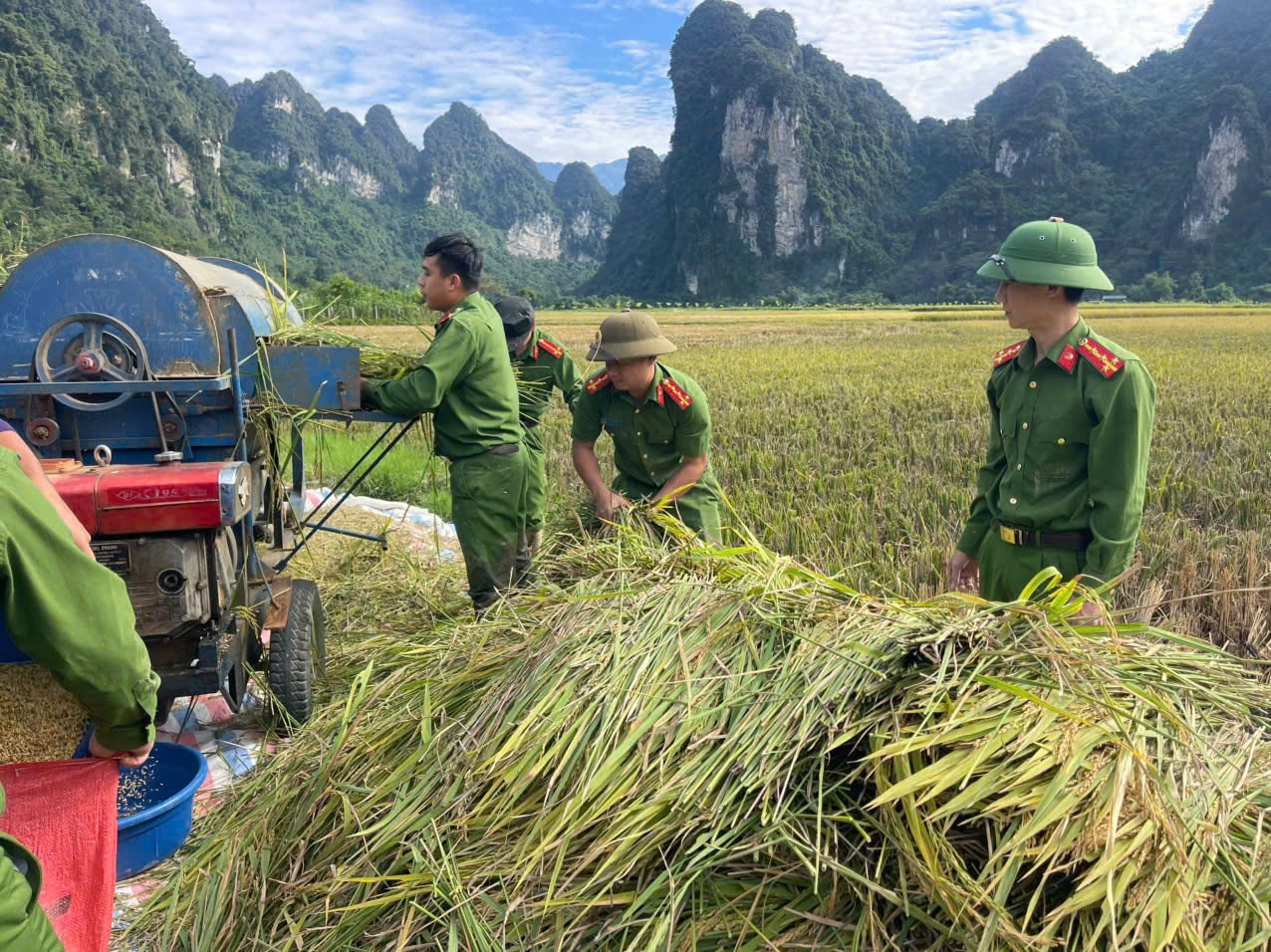 Công an xã Thượng Lâm hỗ trợ gia đình bà Quan Thị Niên thu hoạch lúa mùa vụ thu đông