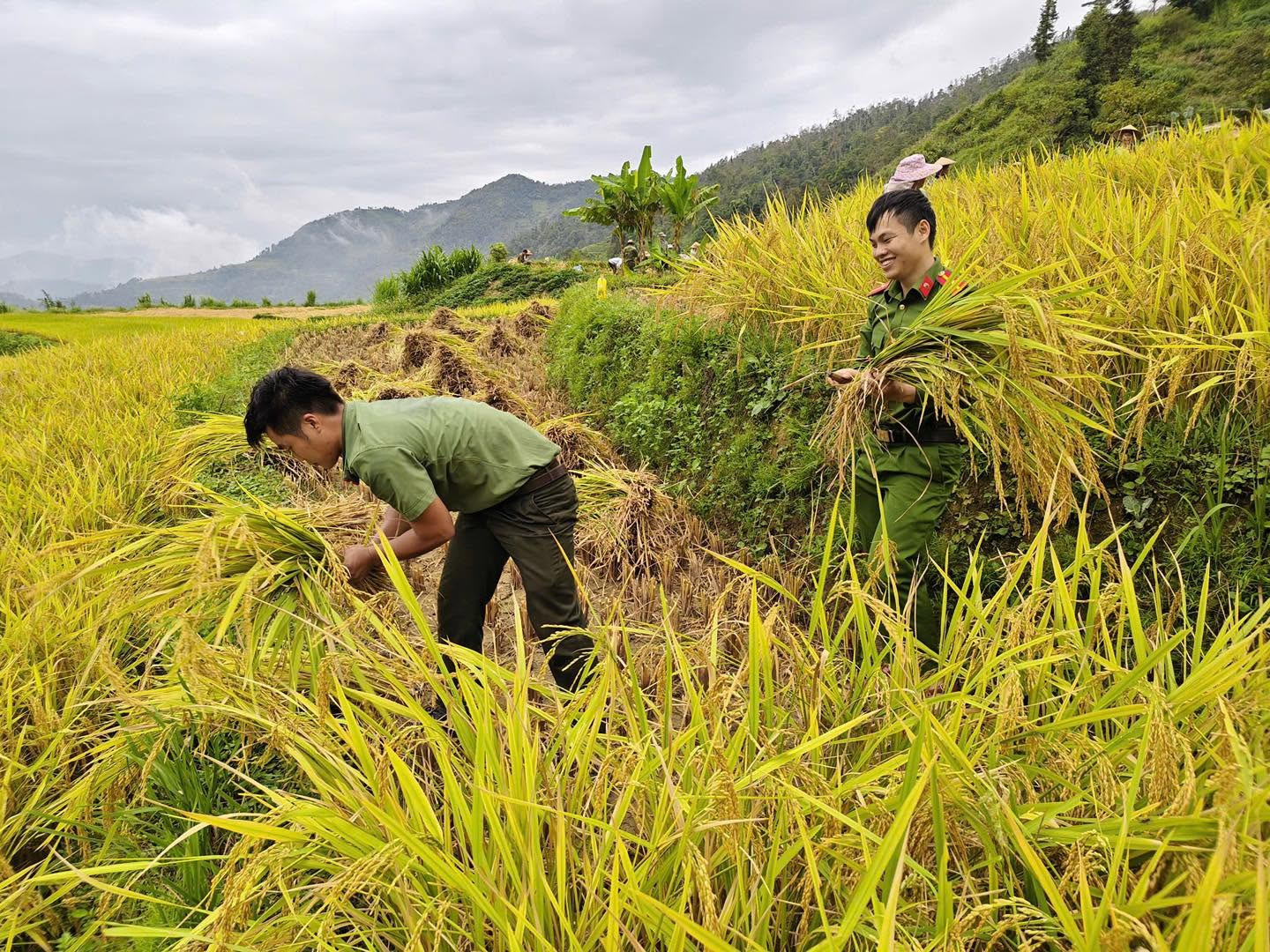 Công an xã Tát Ngà giúp đỡ gia đình ông Nông Thanh Lái thu hoạch lúa