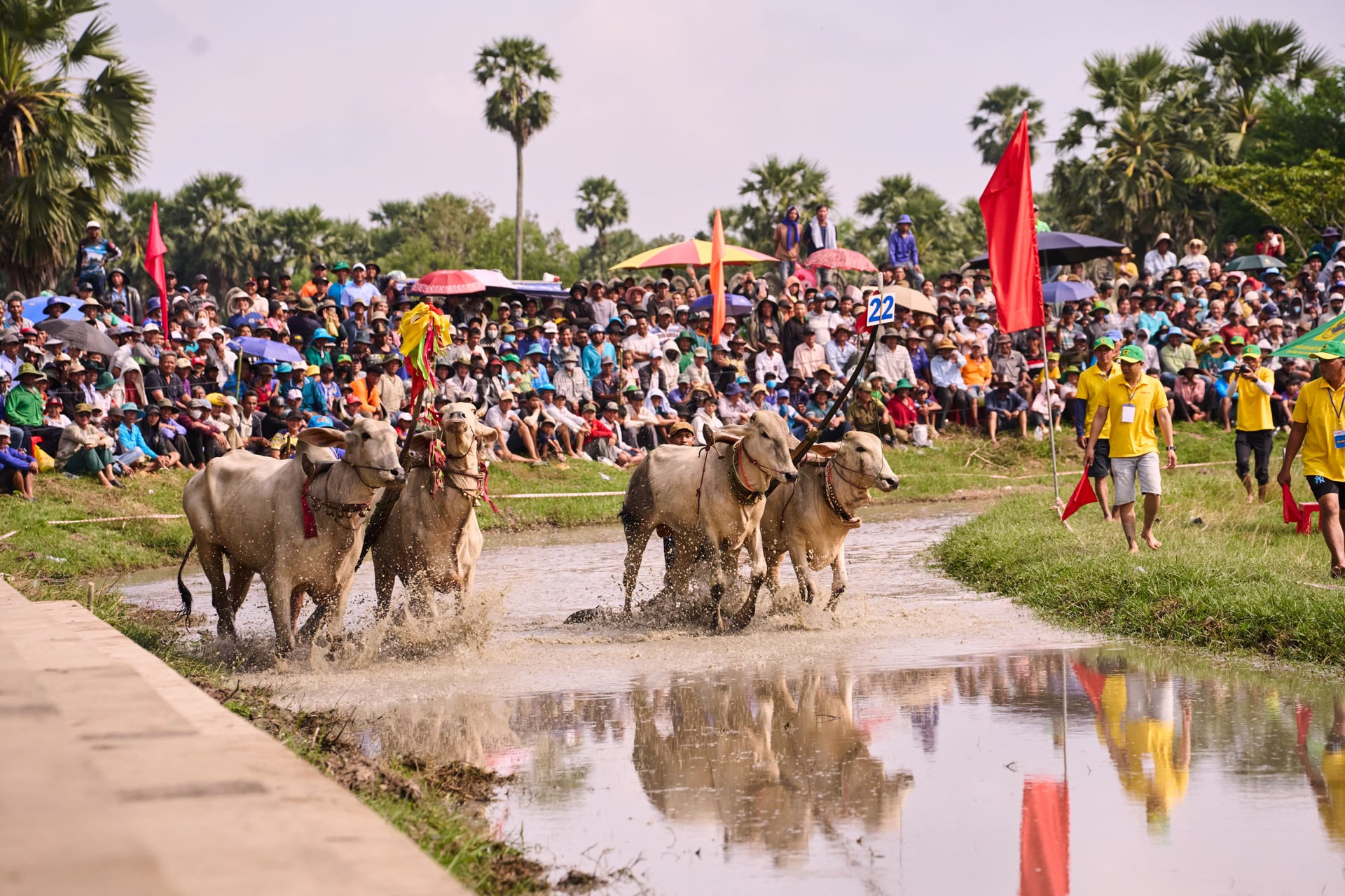 Các đôi bò bước vào vòng thi đấu