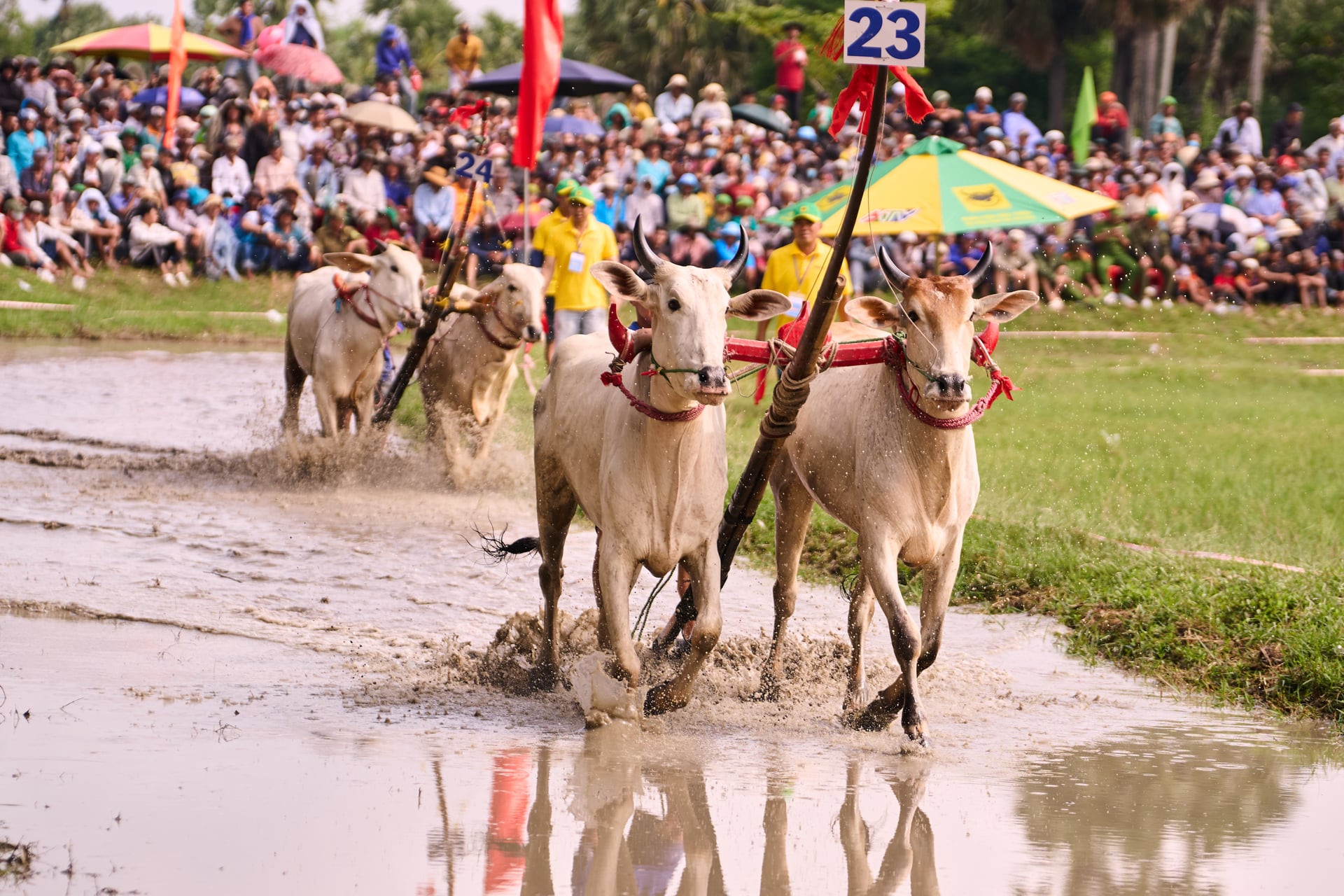 Sự dũng mãnh, dẻo dai của những đôi bò cày – biểu tượng cho tinh thần hăng hái lao động sản xuất của người nông dân Bảy Núi