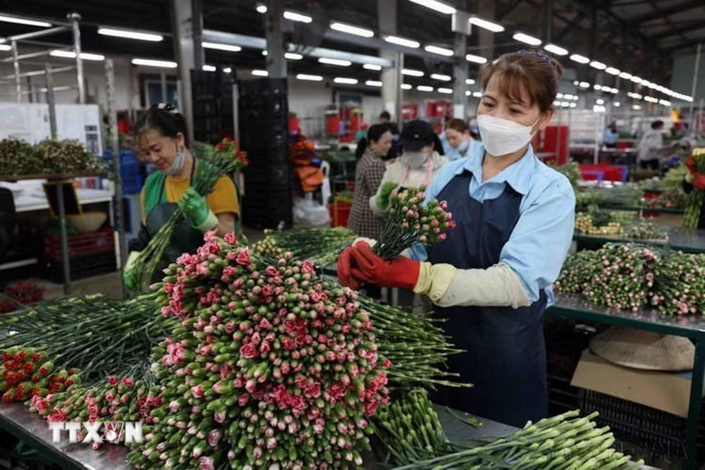 Sơ chế hoa tươi cắt cành các loại, phục vụ thị trường trong nước và xuất khẩu sang Đan Mạch, Thái Lan, Hà Lan... (