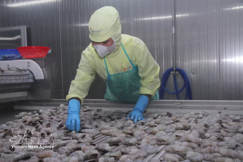 Shrimp exports reach 3.29 billion USD in the first eight months of 2026, up 12.3% year on year and accounting for about 41% of total seafood export revenue. (Photo: VNA)