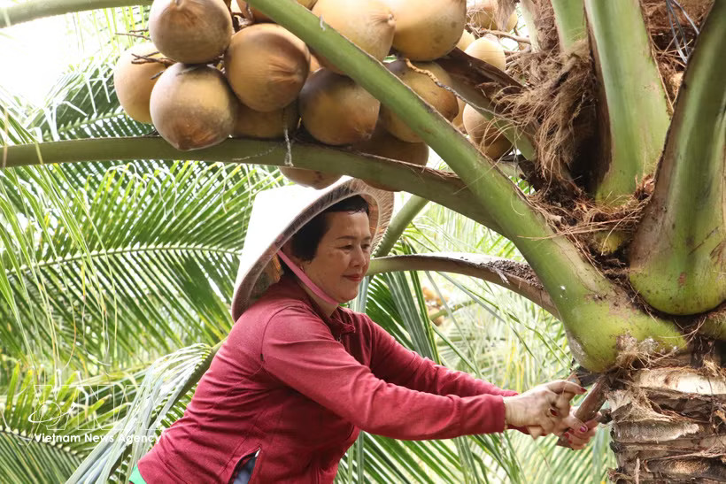 At a coconut orchard in Dong Thap province (Photo: VNA)