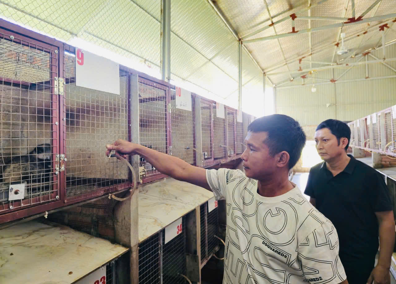 Chồn hương có sức đề kháng mạnh, ít gặp bệnh nếu được chăm sóc đúng kỹ thuật và giữ môi trường nuôi sạch sẽ.