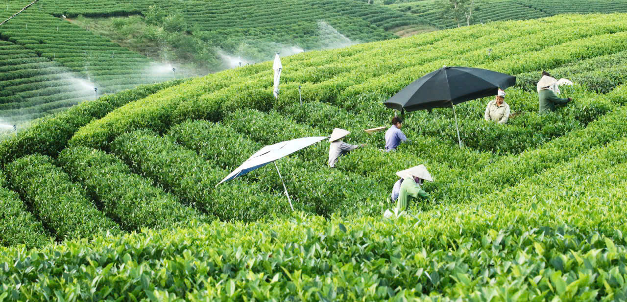 Thu hái chè tại vùng nguyên liệu của Thái Nguyên