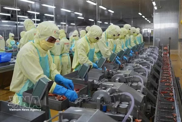 Workers process shrimp for export at the Minh Phu Seafood JSC in Ca Mau province. (Photo: VNA)