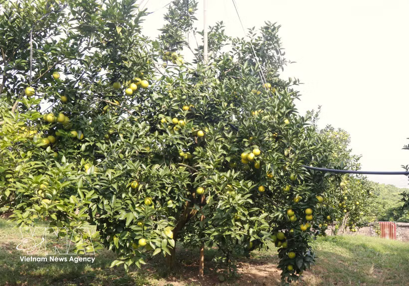 At an orchard in Bac Ninh city (Photo: VNA)