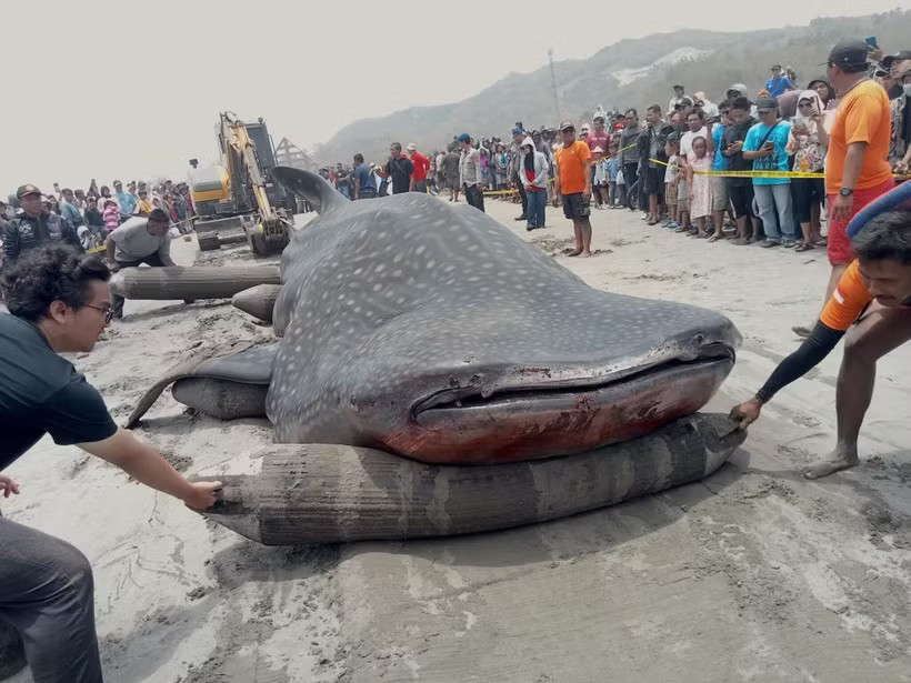 Authorities work to retrieve the carcass of a whale shark off the coast of Bantul, in the Special Region of Yogyakarta, Indonesia. (Photo published by VNA)