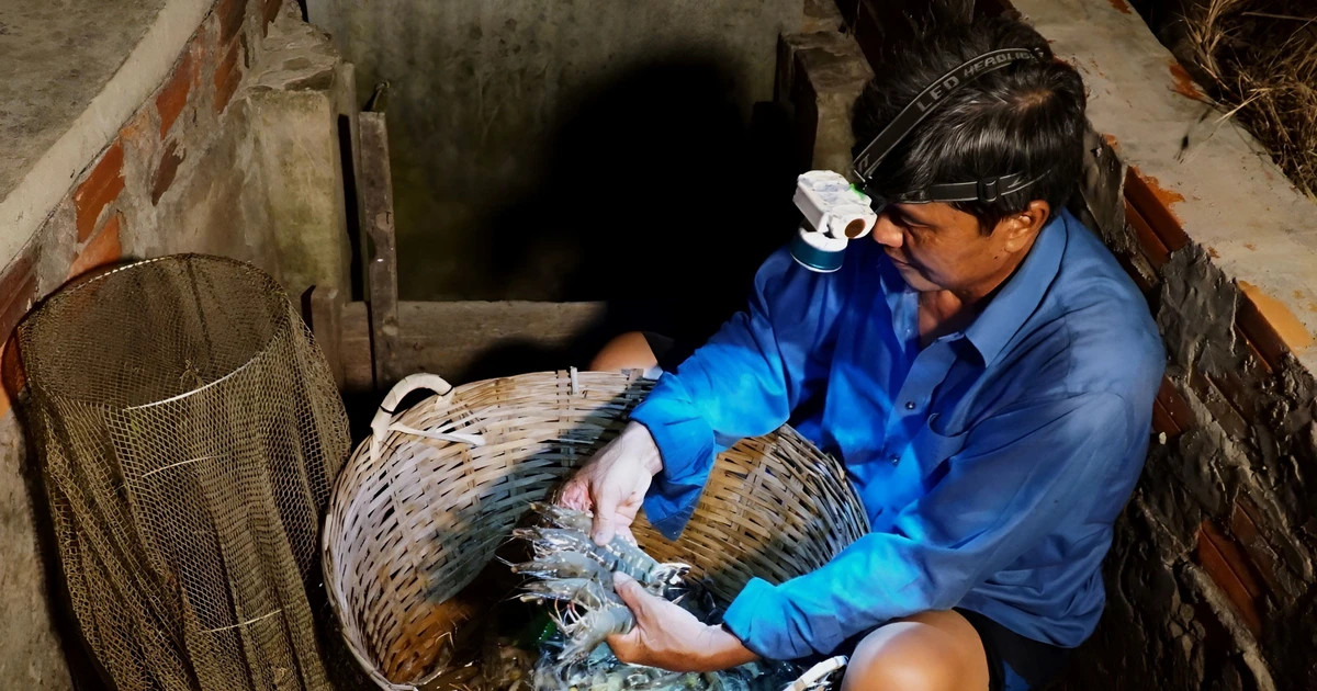 Cà Mau phát triển bền vững nuôi tôm rừng sinh thái