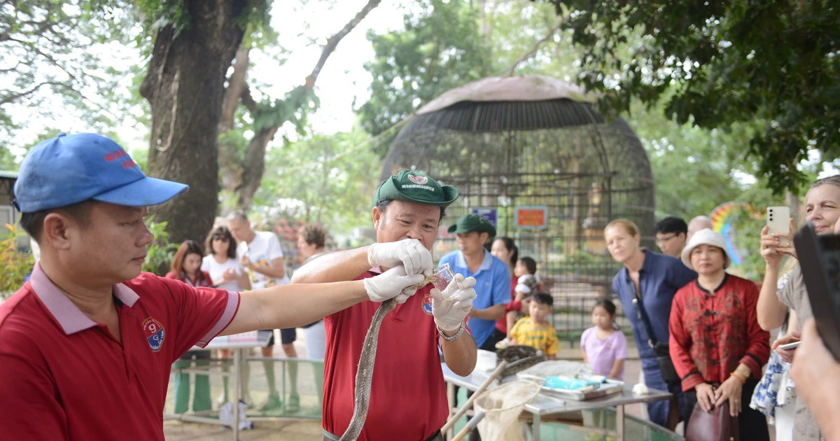 Trại rắn Đồng Tâm - Điểm đến độc đáo cho du khách và nhà khoa học
