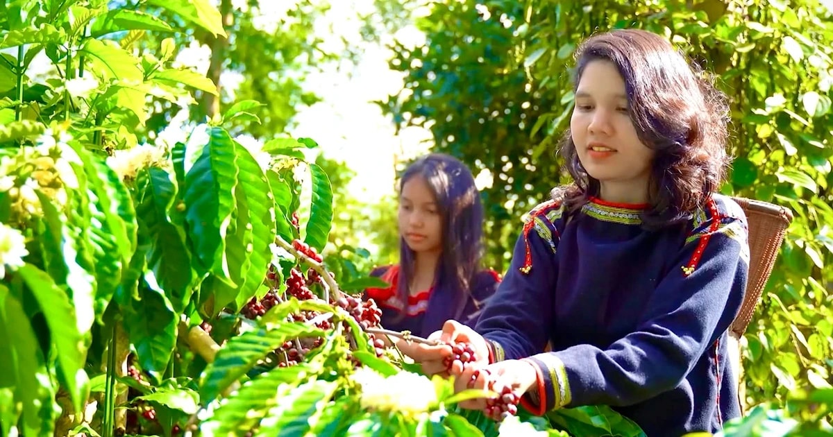 Tri thức trồng và chế biến cà phê Đắk Lắk được công nhận Di sản văn hóa ...