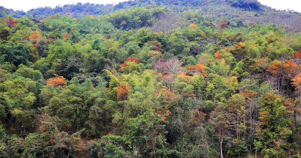 Nghệ An: Giao hơn 200.000ha đất rừng cho hộ gia đình và cộng đồng quản lý