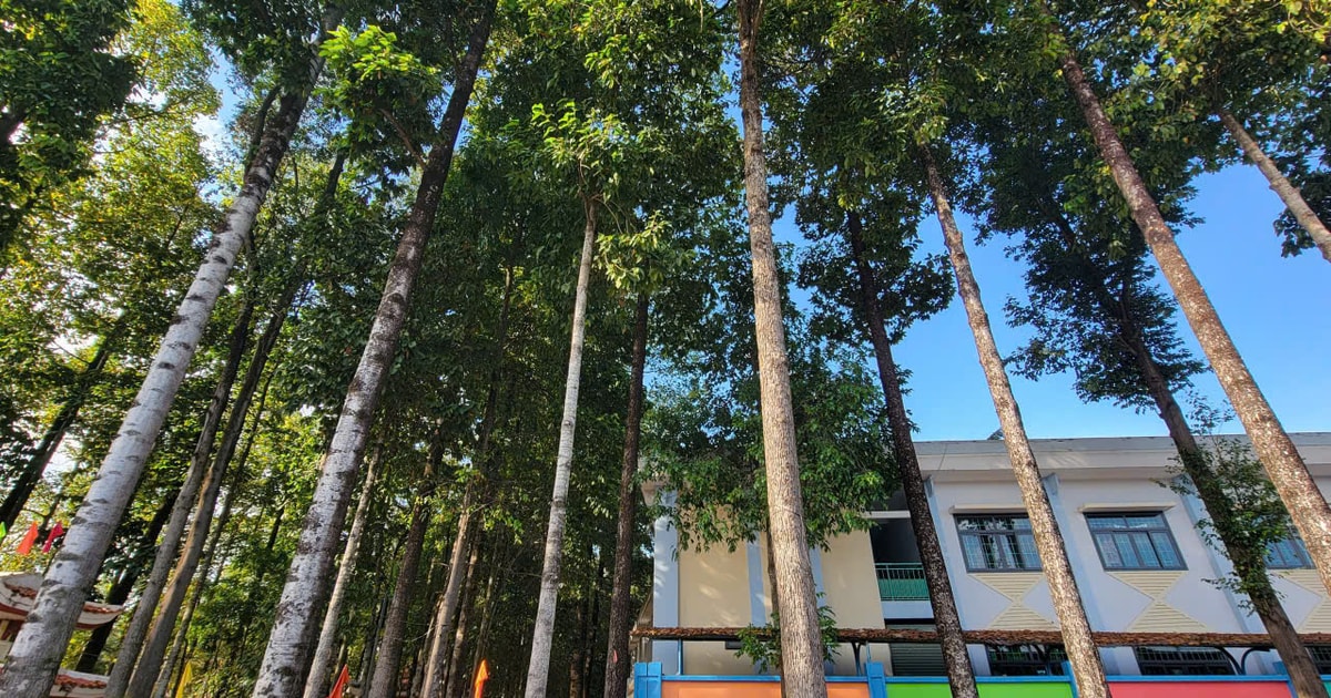 Báo giá trồng cây xanh công trình mới nhất 2026 - Xu hướng và dự báo thị trường