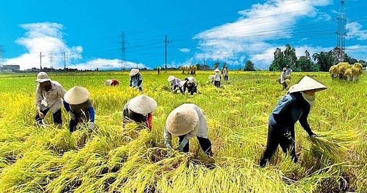 Các trường hợp được miễn thuế sử dụng đất nông nghiệp từ 1/1/2026