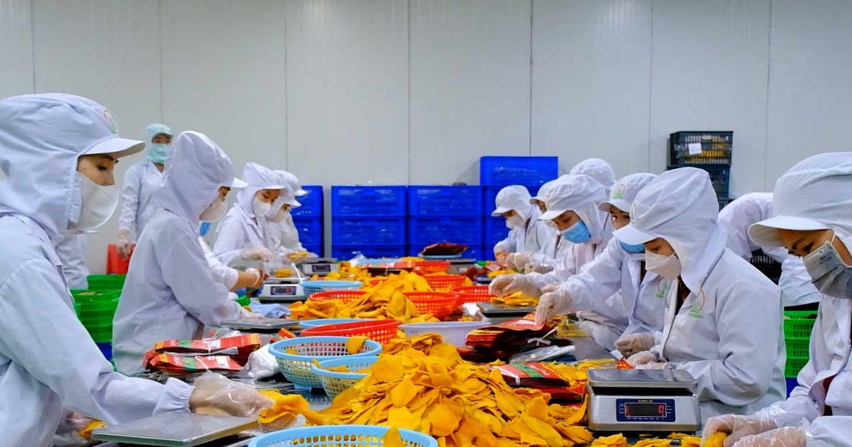 Xuất khẩu nông sản sang EU: Doanh nghiệp cần quản trị rủi ro từ đầu vụ