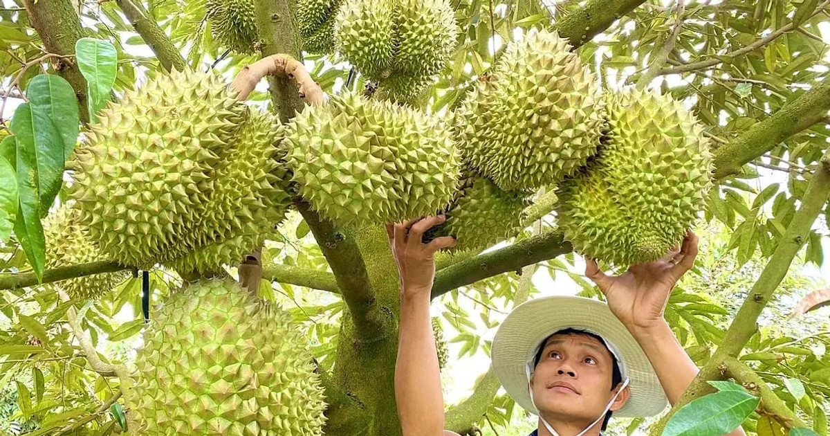 Xuất khẩu nông lâm thủy sản 7 tháng đạt gần 43 tỷ USD