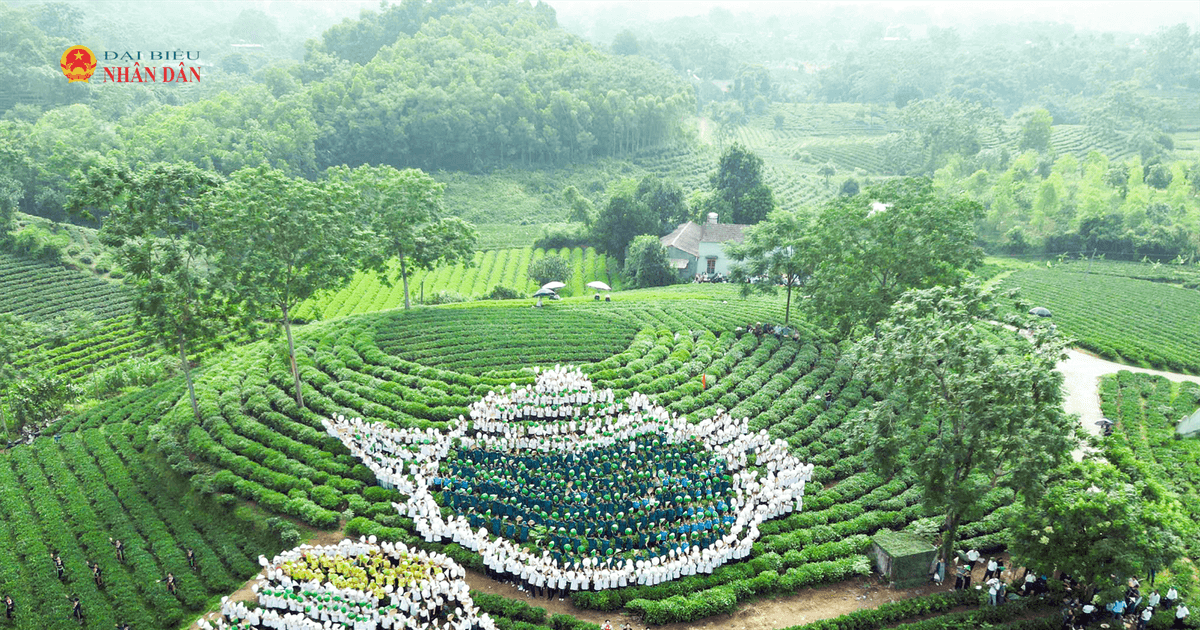 Thái Nguyên: “World Master Tea Vietnam 2026
