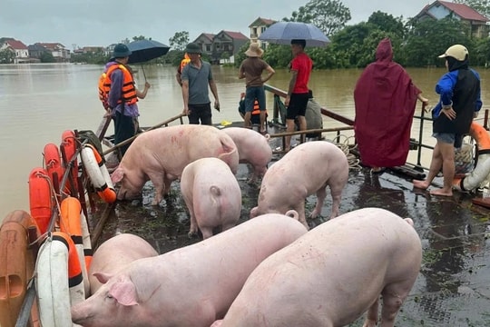 Hà Nội: Người dân chật vật, chạy đua với cơn lũ lịch sử tại huyện Sóc Sơn