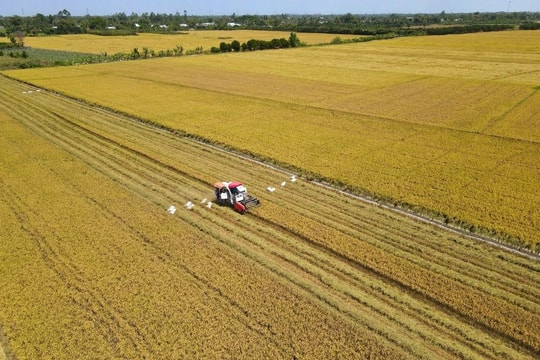 TP. Cần Thơ: Đề án 1 triệu hecta lúa chất lượng cao, phát thải thấp ĐBSCL có nhiều tín hiệu tốt