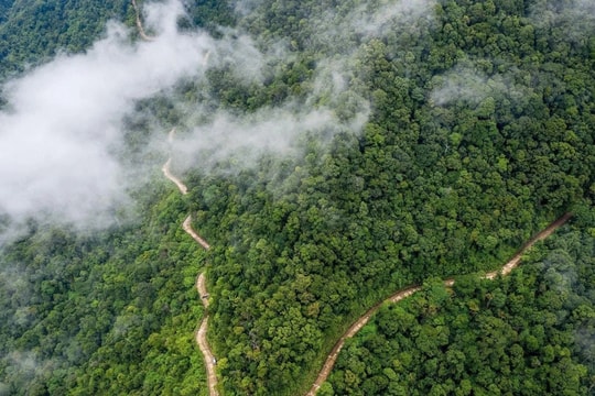 Bài 2: Phát triển, phục hồi diện tích trồng rừng - điều kiện tiên quyết để tăng trưởng tín chỉ carbon