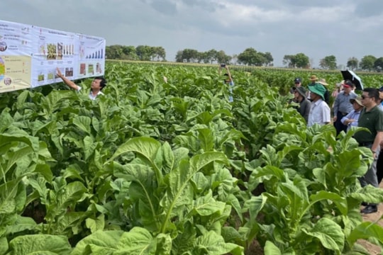 Cần đánh giá kỹ tác động khi tăng thuế 