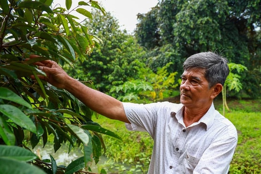 Nông dân miền Tây mong kiểm soát chất lượng phân bón và giá ổn định