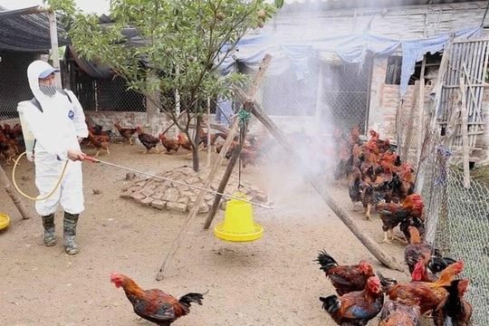 Triển khai quyết liệt các giải pháp kiểm soát phòng, chống bệnh cúm gia cầm